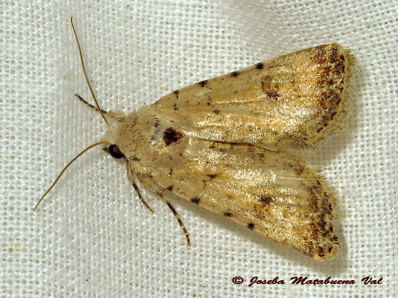 Heliothis nubigera? No, Caradrina sp., Noctuidae